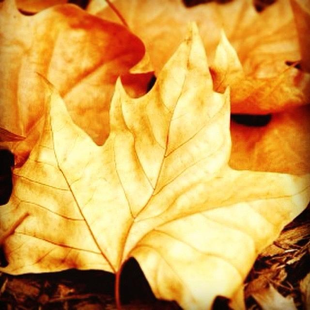 Fall Photograph - Fall Views #view #fall #autumn #leaf by Fotochoice Photography