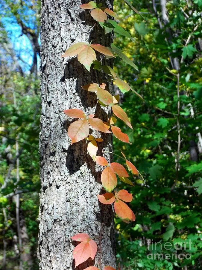 Fall Vine at Pikes Peak State Park Photograph by Deb Schense - Fine Art ...