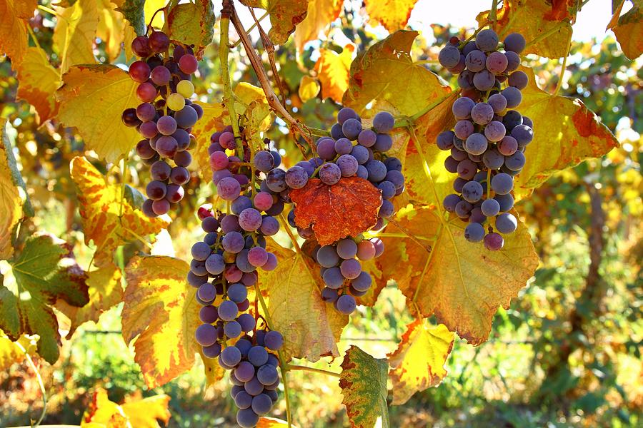 Fall vines Photograph by Lynn Hopwood