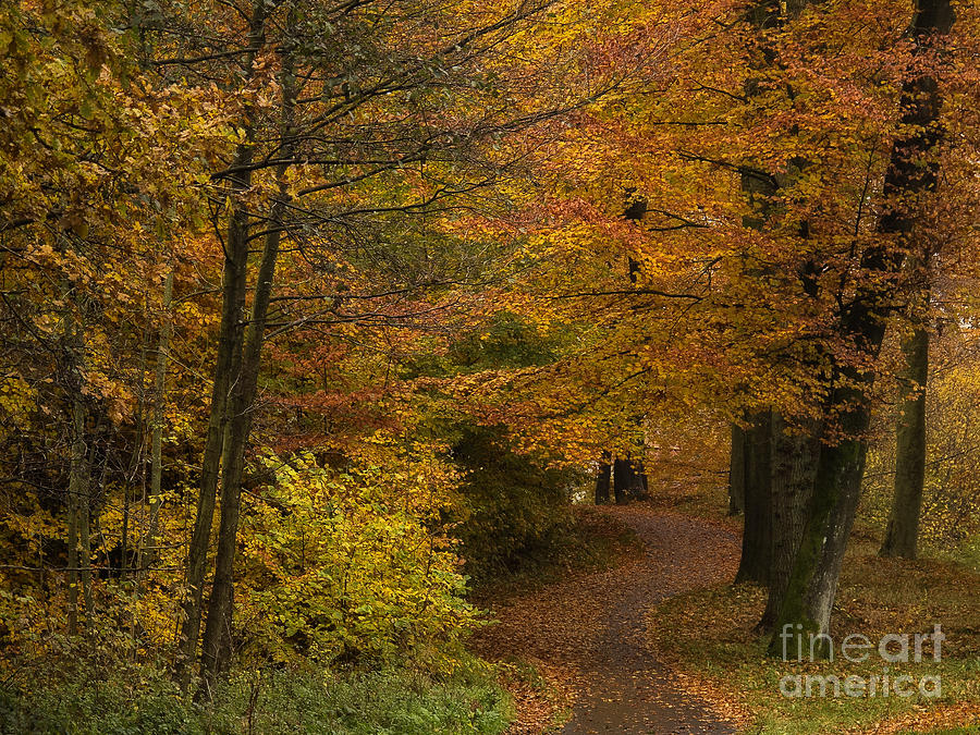 Fall walk Photograph by Inge Riis McDonald