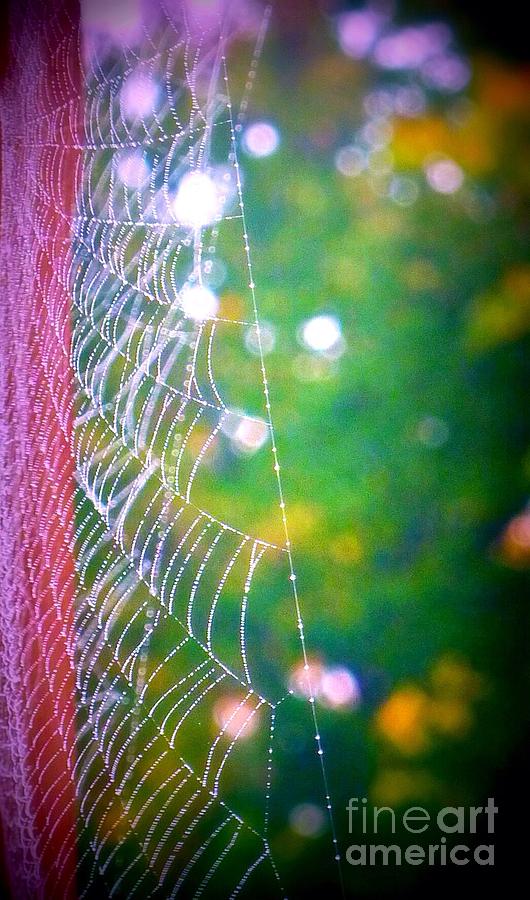 Fall Web Sparkles Photograph by Susan Garren