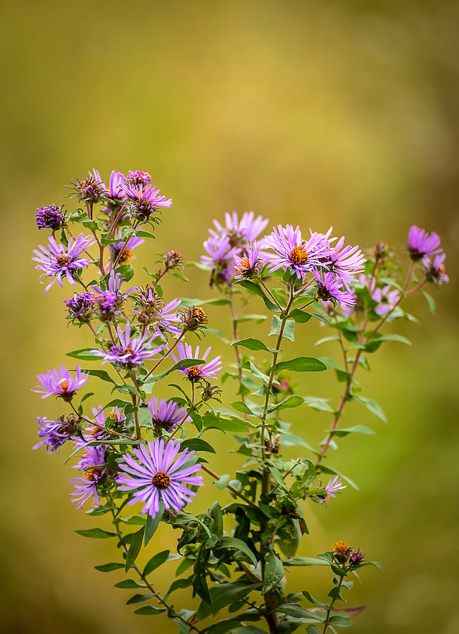 Fall Wildflowers Photograph by Robert Mitchell