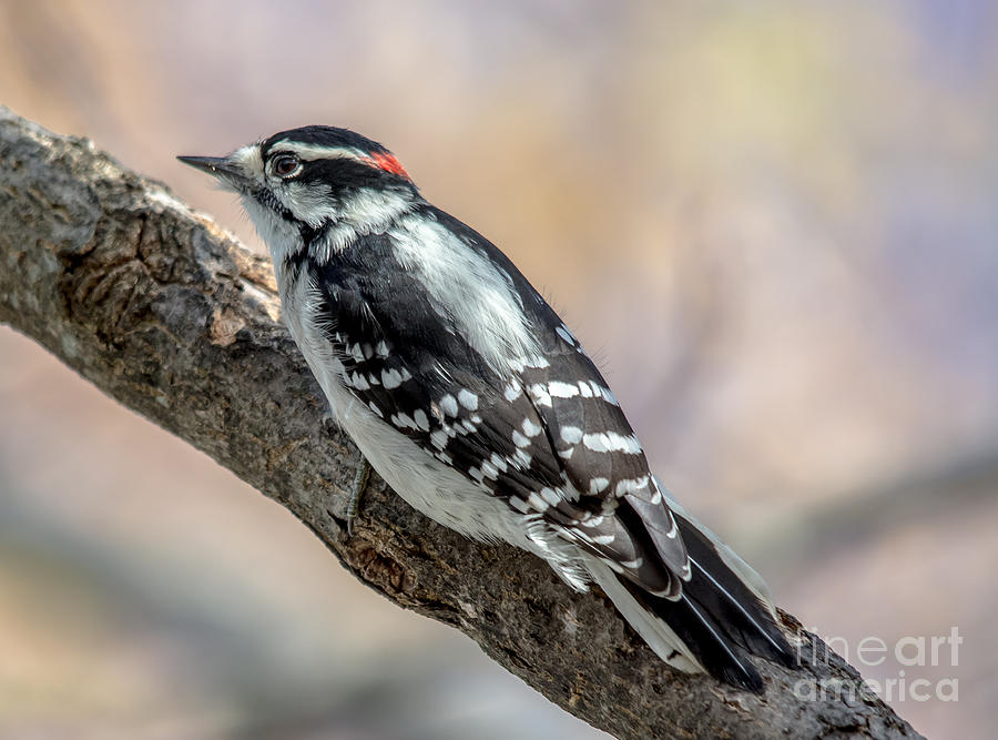 Fall Woodpecker Photograph by Cheryl Baxter