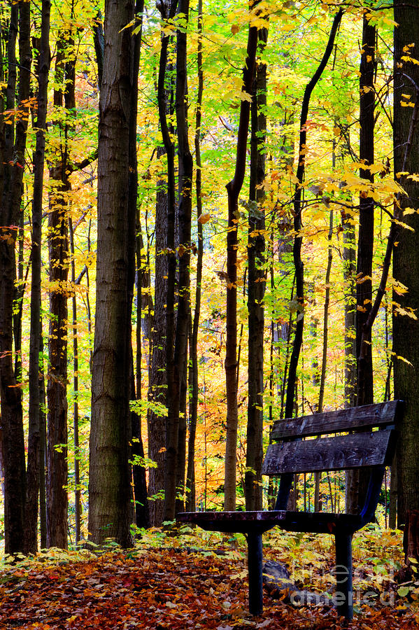 Fall Woods in Michigan Photograph by Michael Arend