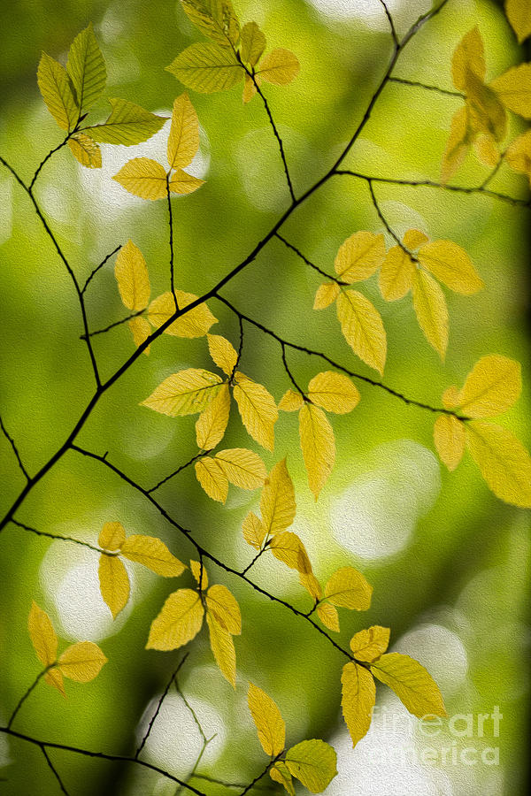 Fall Photograph - Fall Yellow Leaves 3 by Rebecca Cozart
