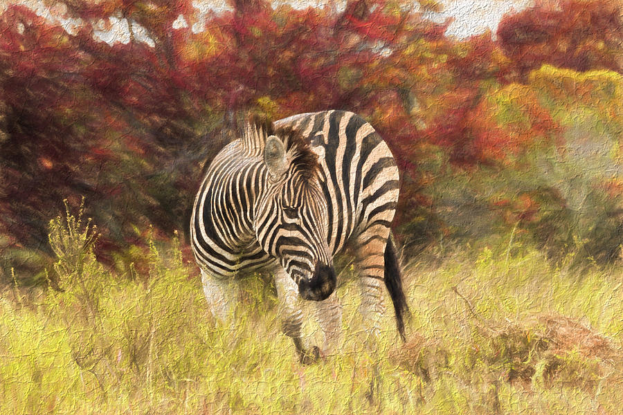 Fall Zebra Photograph by David Gleeson