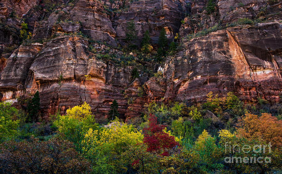 Zion National Park Photograph - Fall Zion National Park - Utah by Gary Whitton