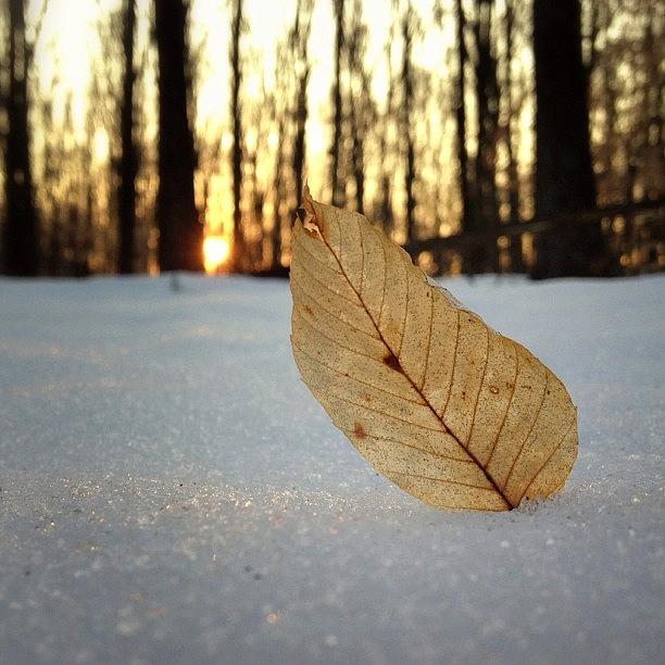Leaf Photograph - Fallen A Bit Late... #leaf #forest by Craig Szymanski