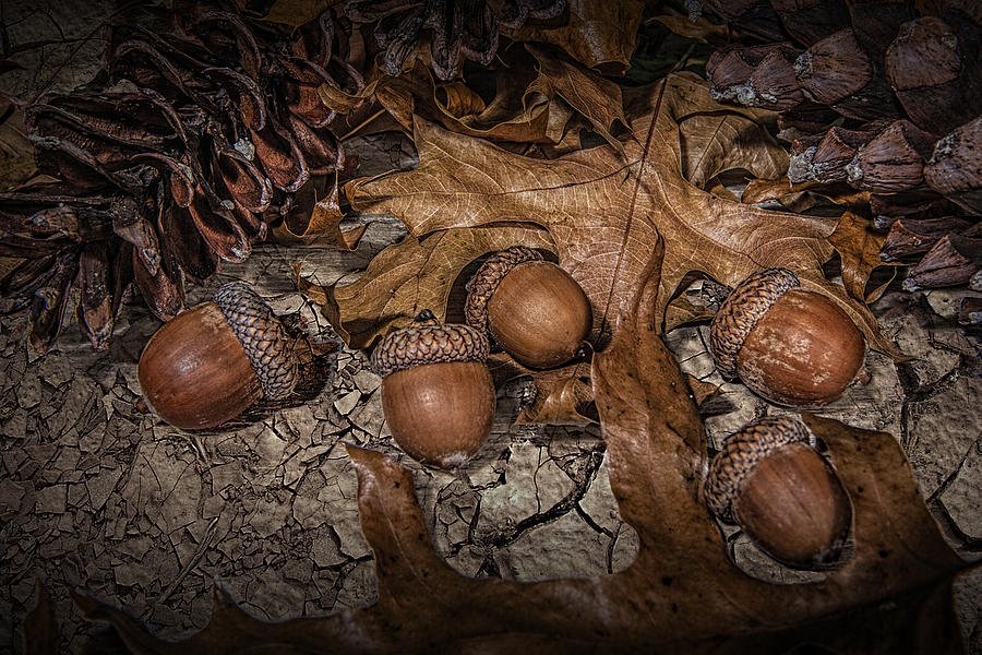 Fallen Acorns Photograph by Randall Nyhof