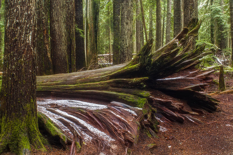 Fallen Ancient Cedar Photograph by Albert Seger