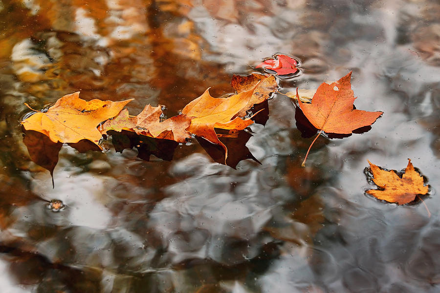 Fallen and Floating Photograph by Leda Robertson