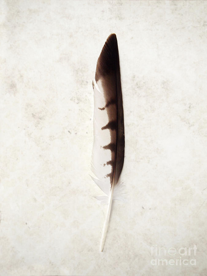 Fallen and Found - Hawk Feather Photograph by Angie Rea
