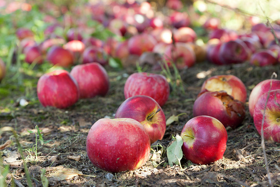 Fallen Apples Photograph by Alexey Stiop