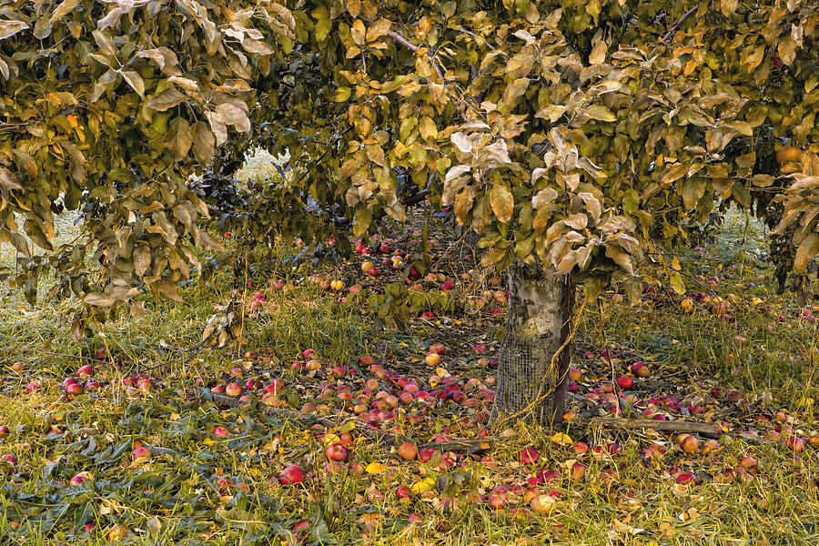 Fallen Apples Photograph by Tom Singleton