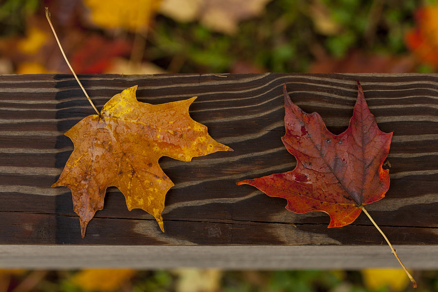 Fall Photograph - Fallen As If Placed by Karol Livote