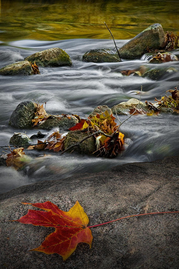 Fallen Autumn Leaf on a Rock by the Thornapple River Photograph by Randall Nyhof