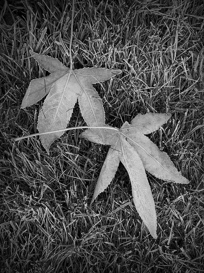 Fallen autumn leaves in the grass during morning frost Photograph by Randall Nyhof