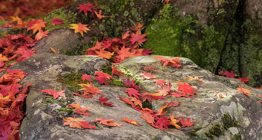 Fallen Autumnal Leaves On Rock, Kodaiji Photograph by Panoramic Images