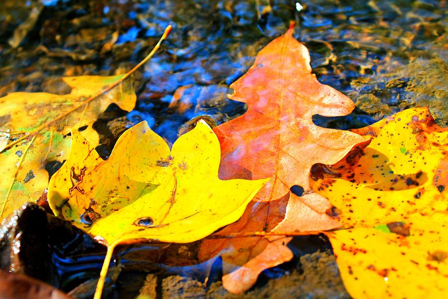 Leaves Photograph - Fallen Beauty by Candice Trimble Leaves Photograph - Fallen Beauty by Candice Trimble