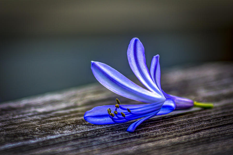 Blue Flowers Photograph - Fallen Beauty by Marvin Spates