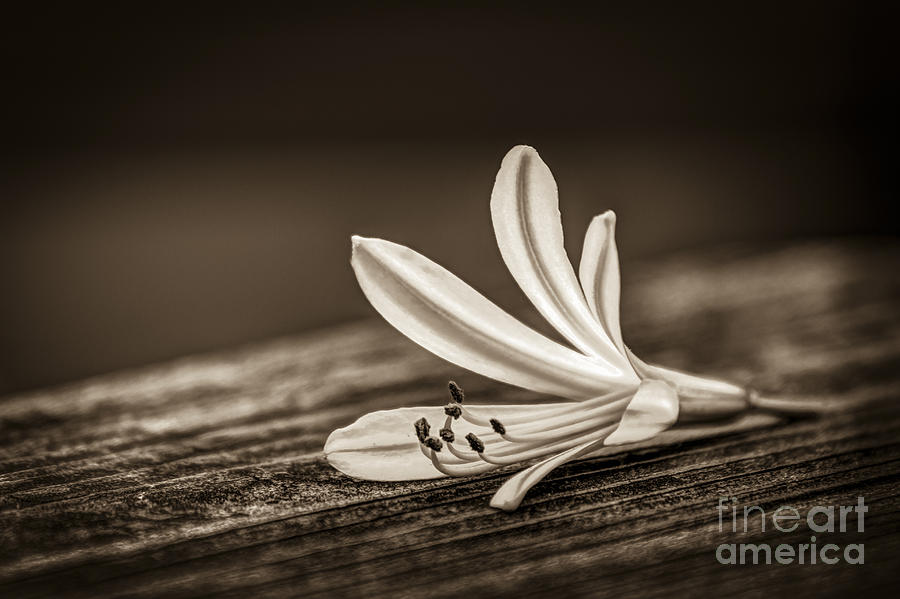 Flower Photograph - Fallen Beauty- sepia by Marvin Spates
