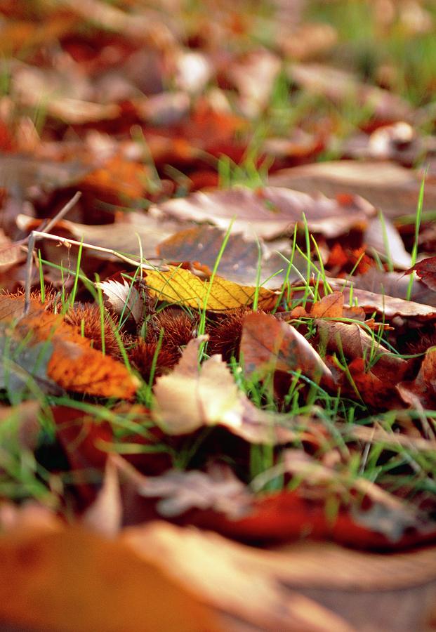 Fallen Beech Leaves Photograph by Rachel Warne/science Photo Library ...