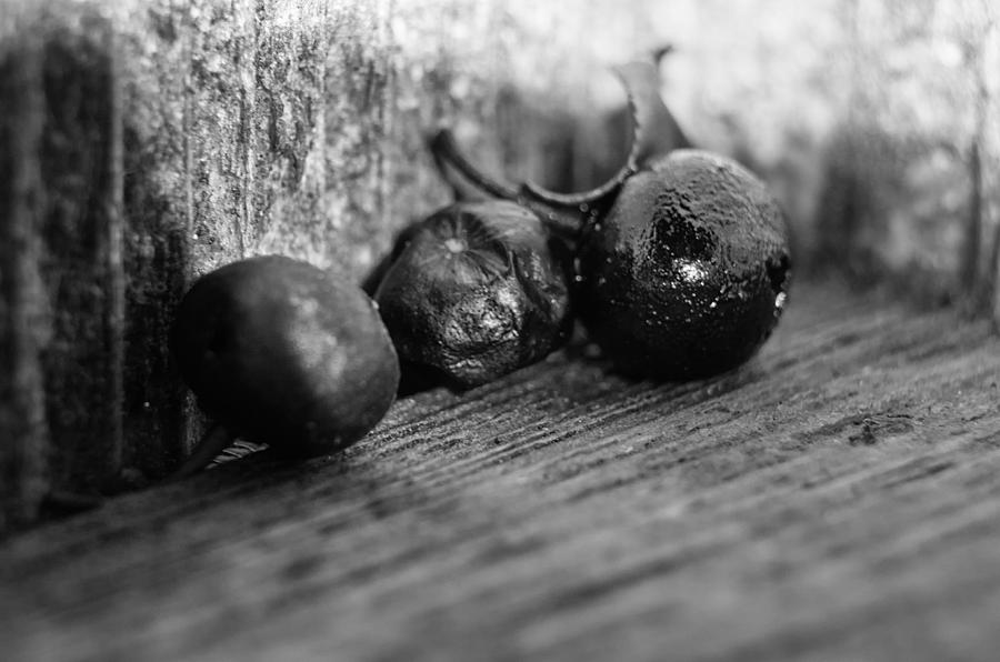 Nature Photograph - Fallen Berries by Jim Shackett