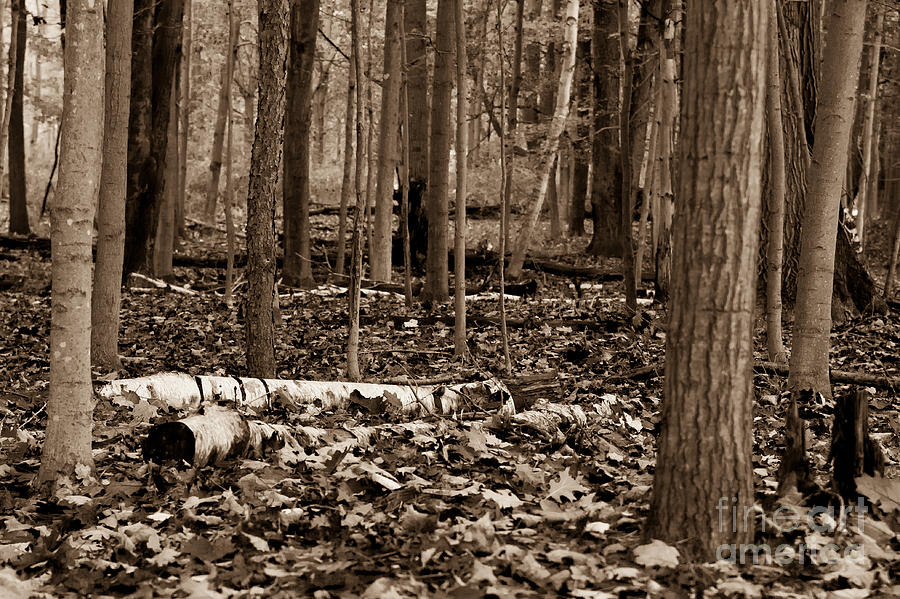 Fallen Birch Photograph by Brad Marzolf Photography