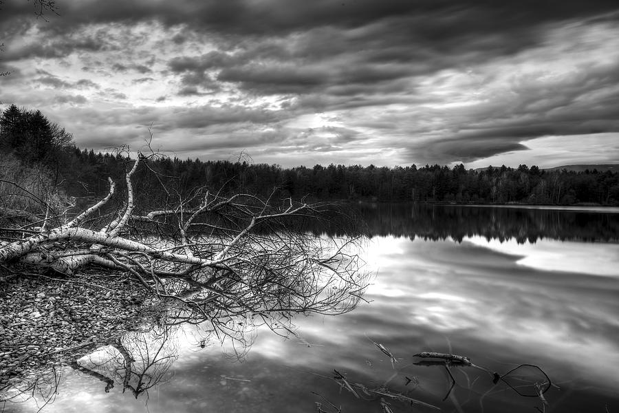 Spring Photograph - Fallen birch tree by Ivan Slosar