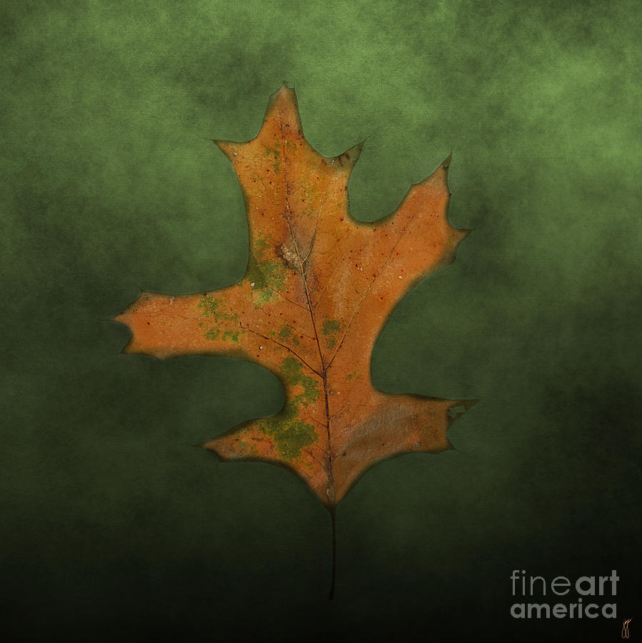 FALLEN Brown and Green Leaf Photograph by Jai Johnson