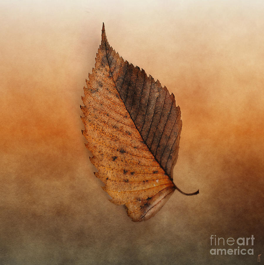 FALLEN Brown Leaf Photograph by Jai Johnson