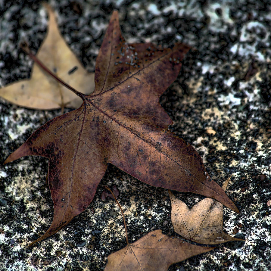 Fallen Brown Leaves Photograph by Bonnie Bruno