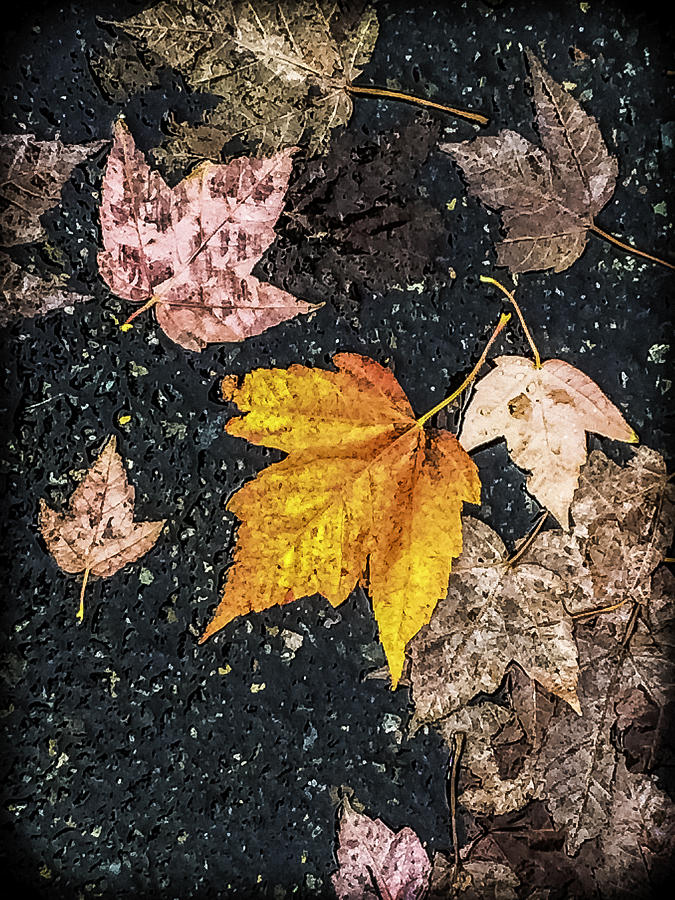 Fallen But Not Faded Photograph by Ronda Broatch