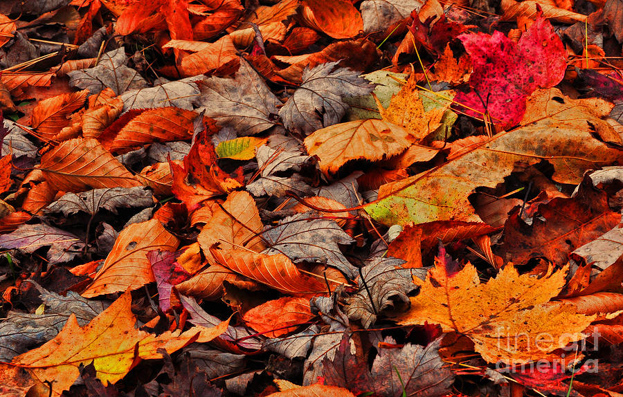 Fallen Colors Photograph by Randy Rogers