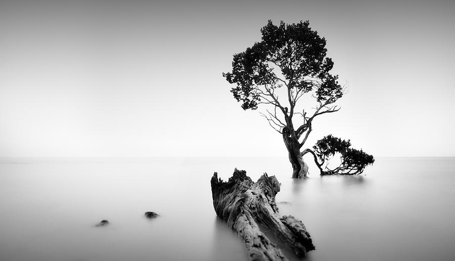 Landscape Photograph - Fallen comrade by Mihai Florea Landscape Photograph - Fallen comrade by Mihai Florea