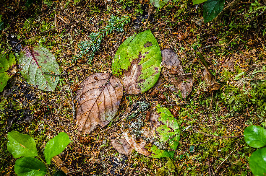 Fallen Decay and Beautiful Photograph by Roxy Hurtubise