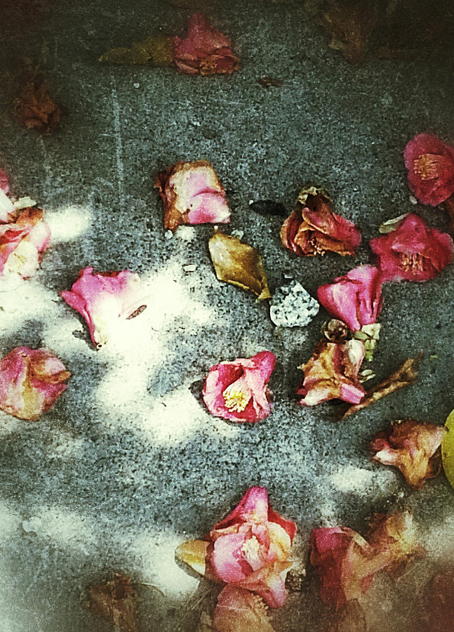 Fallen Floral Photograph by HweeYen Ong