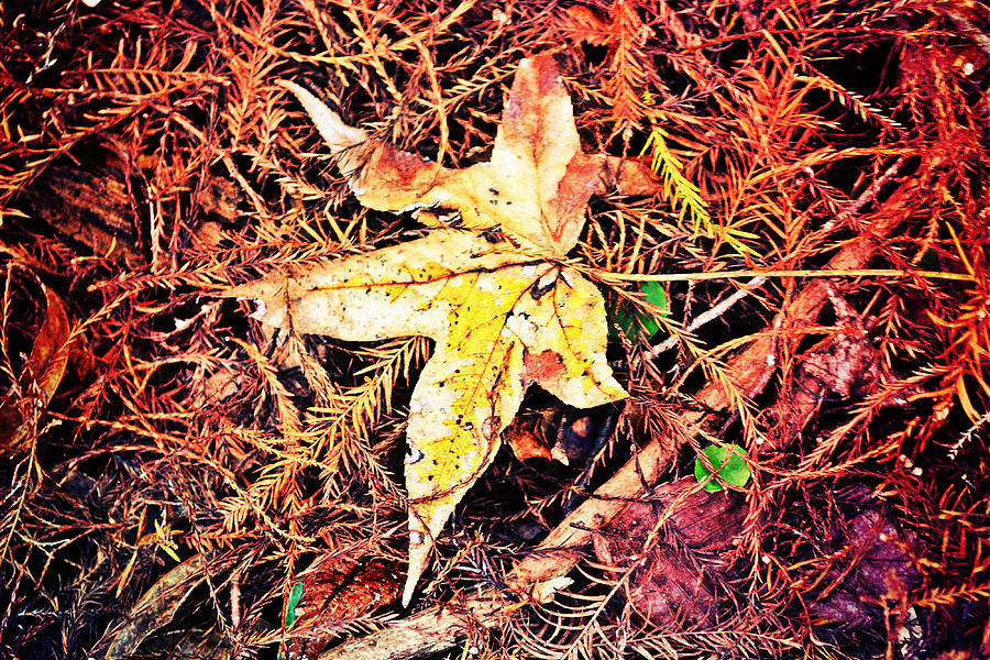 Fall Photograph - Fallen from Grace  by Heart On Sleeve ART 