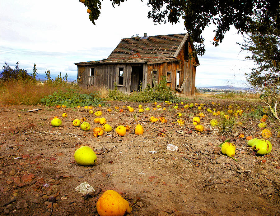 Fallen Fruit Photograph by James Odom - Fine Art America