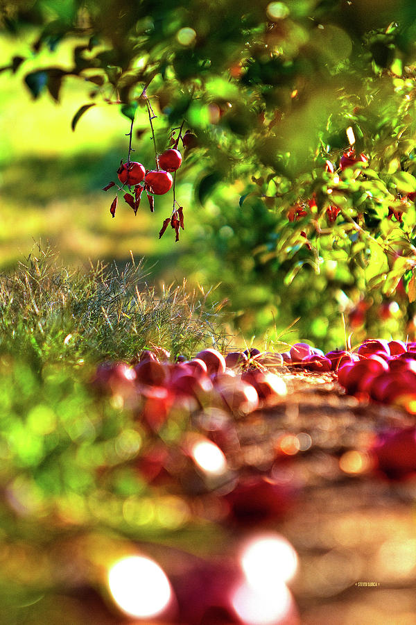 Fallen Fruit Photograph by Steven Llorca - Fine Art America