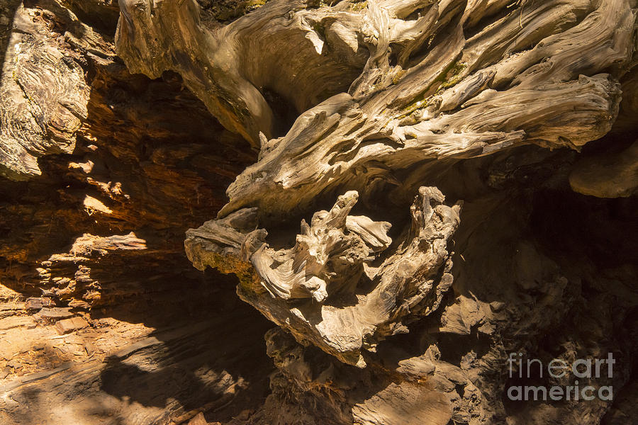 Fallen Giant Sequoia  Photograph by Bob Phillips
