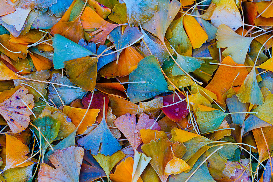 Fallen Ginkgo Leaves Photograph by Steve Stephenson