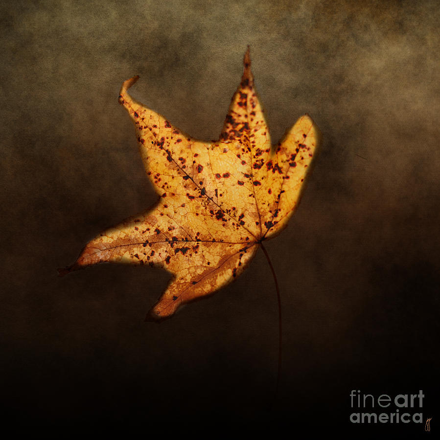 FALLEN Golden Leaf Photograph by Jai Johnson