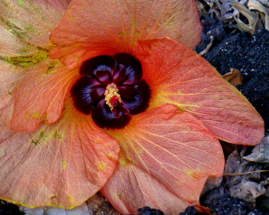Fallen Hibiscus Photograph by Lori Seaman