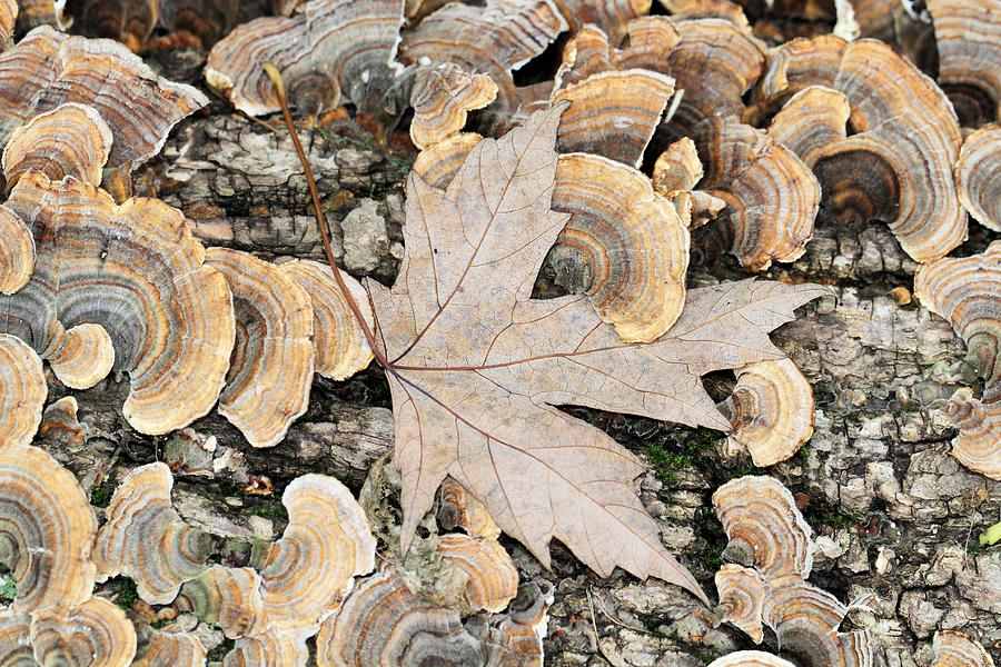 Fallen leaf among the Turkey Tails Photograph by Doris Potter