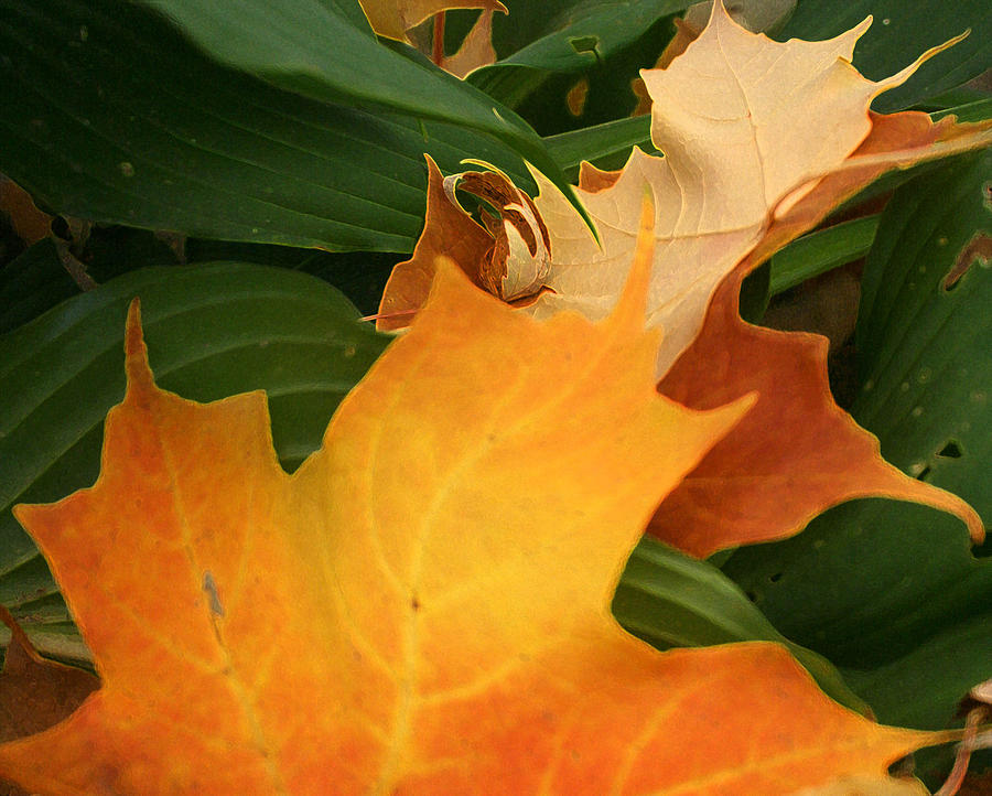 Fallen Leaf Art Photograph by Vincent Duis - Fine Art America