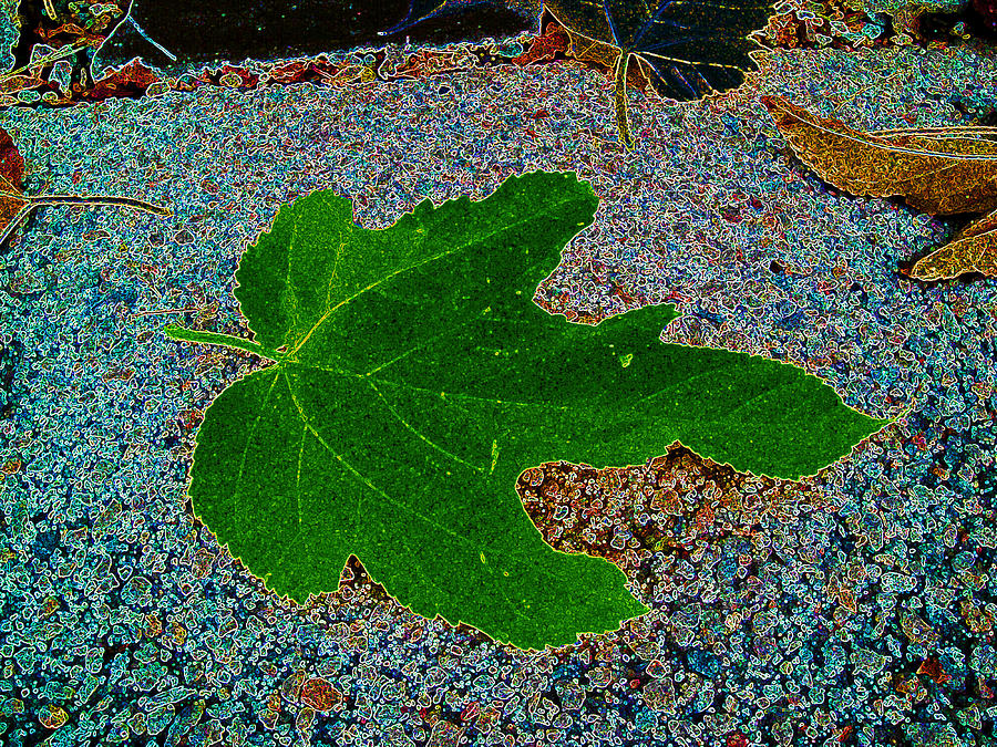 Fallen Leaf Bleeding Green Photograph by Kenneth James