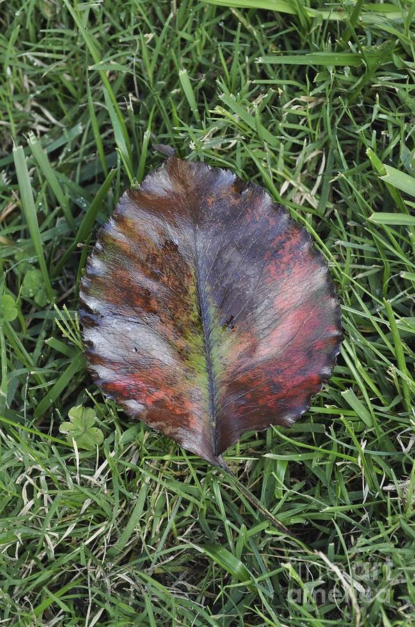 Fallen Leaf  Photograph by Bridgette Gomes