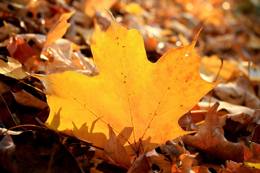 Fallen Leaf Photograph by Charles Shedd - Fine Art America