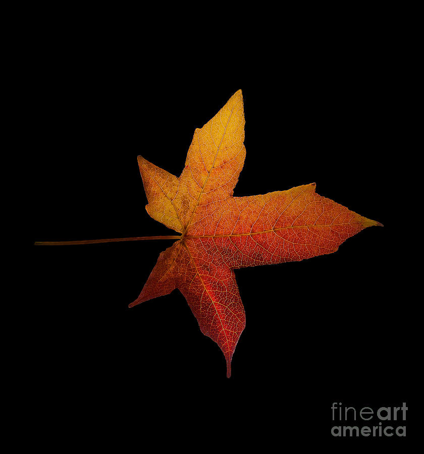 Fallen Leaf Photograph by Eric Wiles